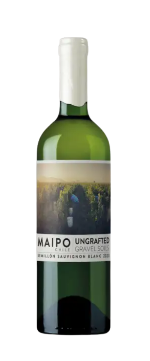 Ungrafted Semillón – Sauvignon Blanc