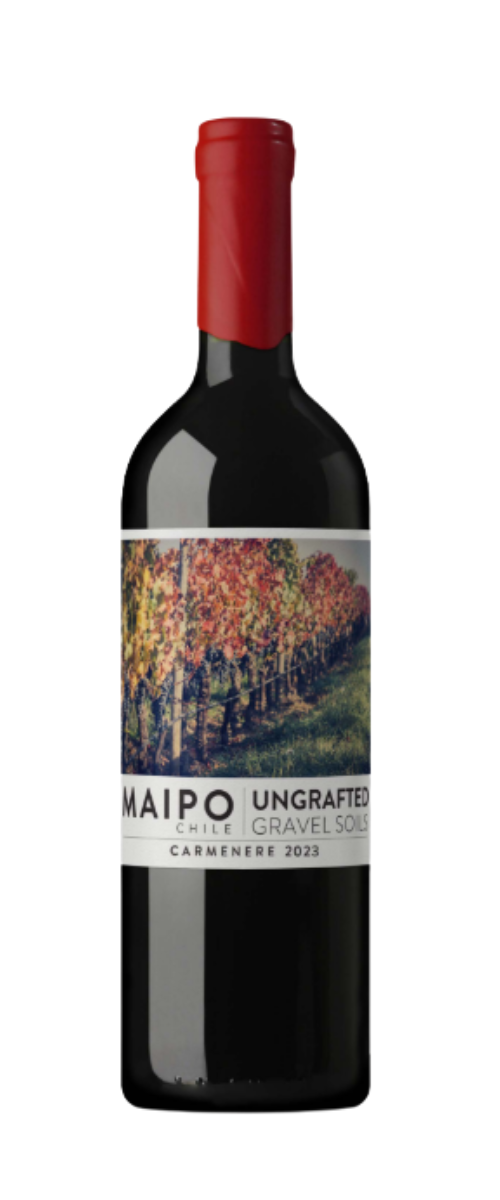 Ungrafted Carmenere