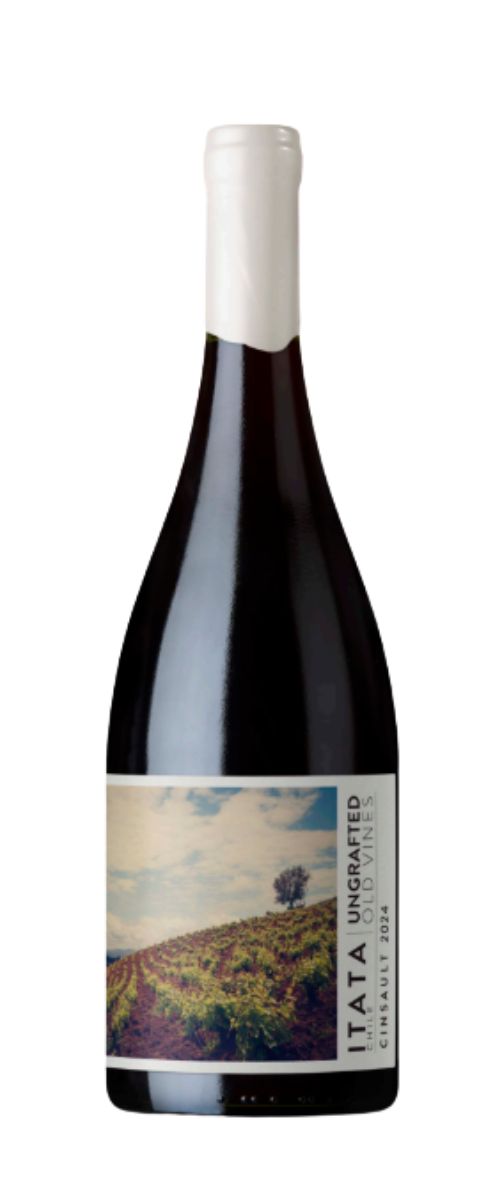 Ungrafted Cinsault
