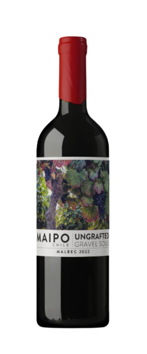 Ungrafted Malbec