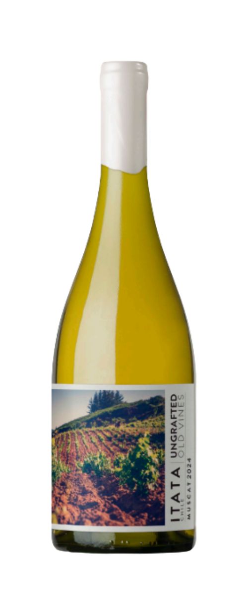 Ungrafted Muscat